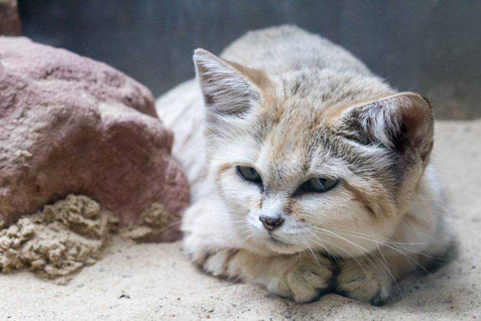 Барханный кот: описание вида