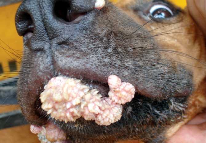 Кто такие эктопаразиты у собак и как обрабатывать от них животное – какие есть средства от эктопаразитов у собак