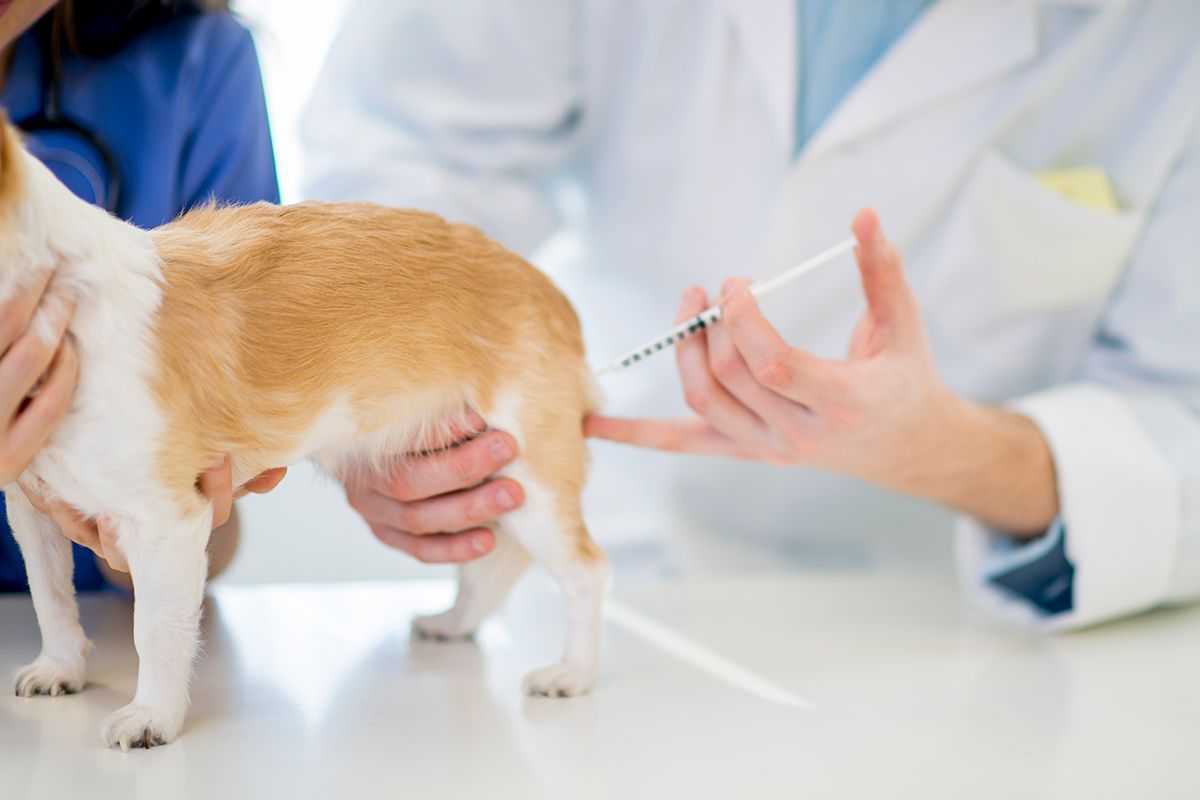 Как сделать укол собаке в холку: схема правильной постановки инъекции в домашних условиях