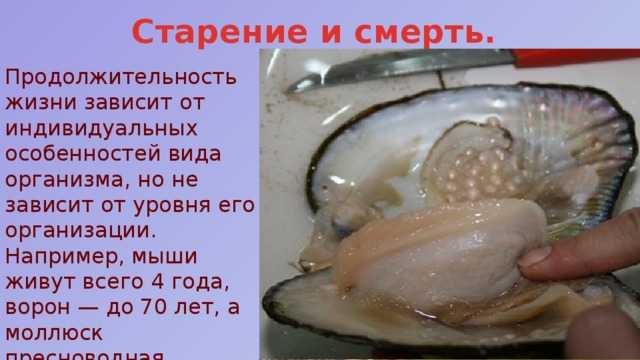 Среда обитания полевой мыши. обыкновенная полёвка: описание вида, среда обитания и интересные факты.