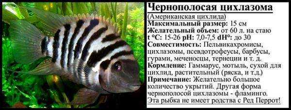 ᐉ цихлазома цитроновая или лимонная: содержание, фото-видео обзор - zoogradspb.ru