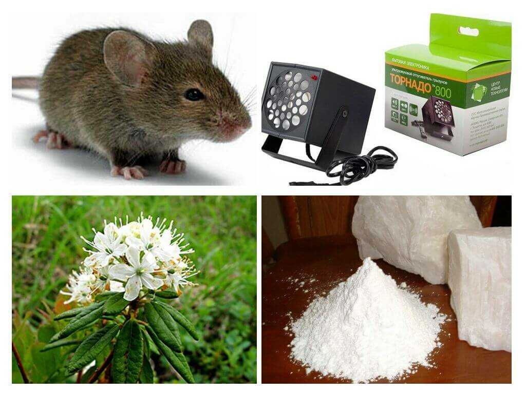 Домашняя декоративная мышь: уход и содержание в домашних условиях, фото белого мышонка с красными глазами, как правильно ухаживать и можно ли мыть