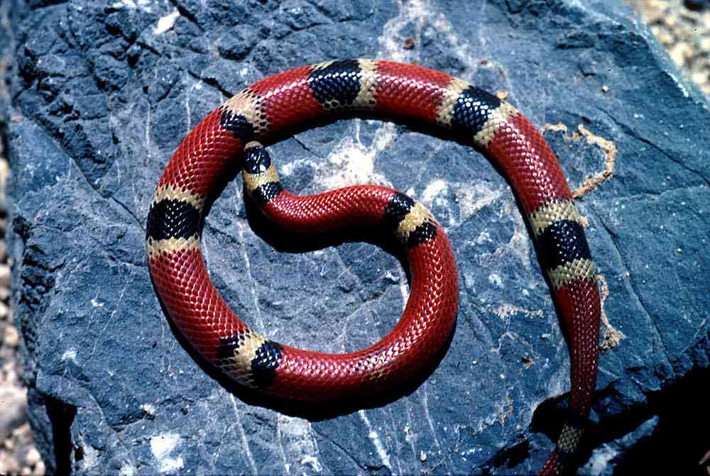 Королевская кобра, или гамадриад | мир животных и растений