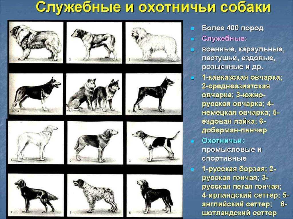 Ездовые породы собак с фотографиями и названиями