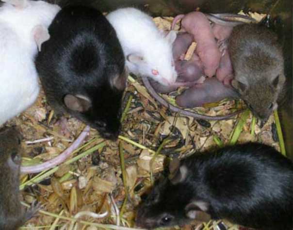 Как часто размножаются крысы