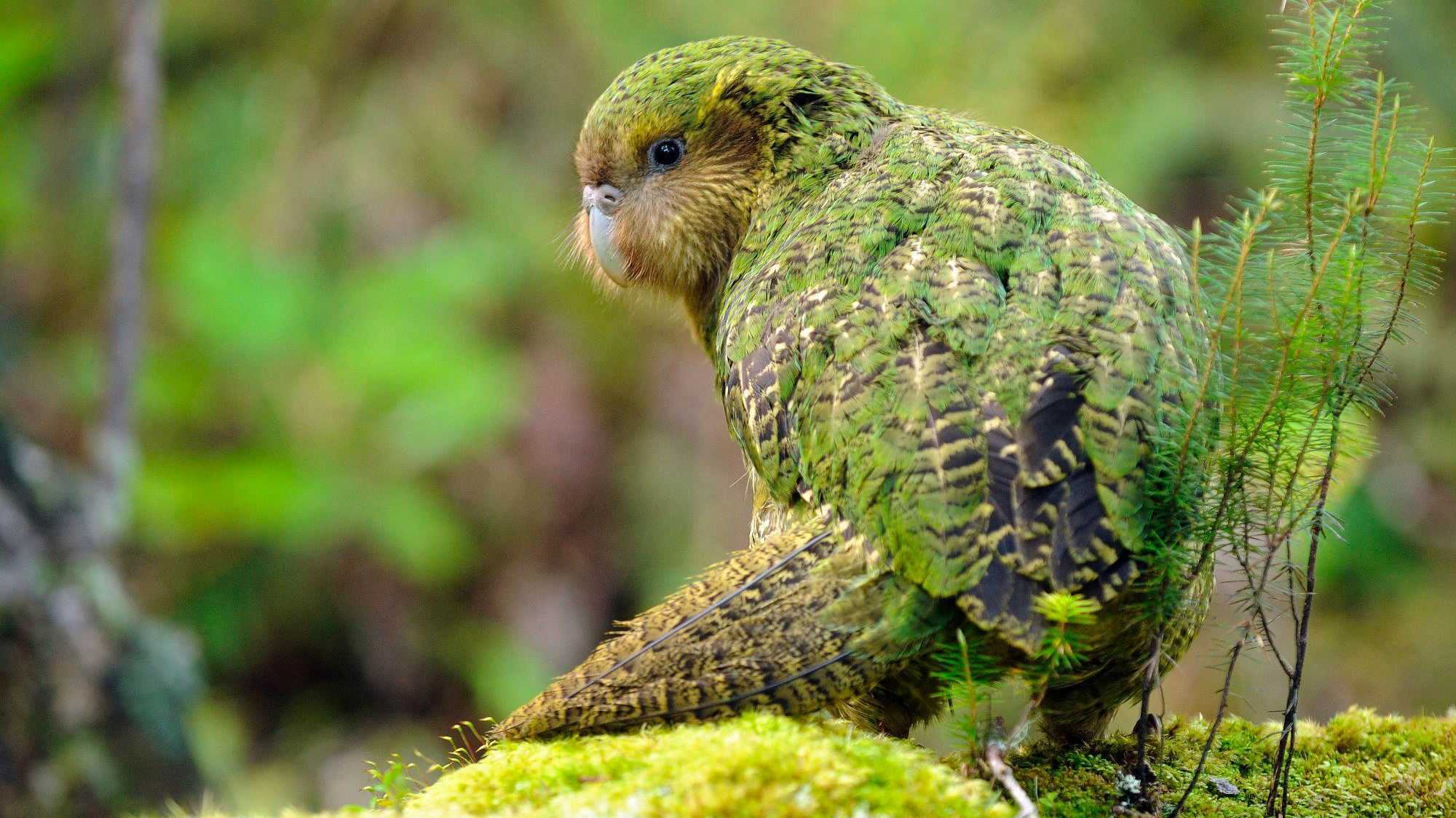 Какапо (совиный попугай) - энциклопедия владельца птицы