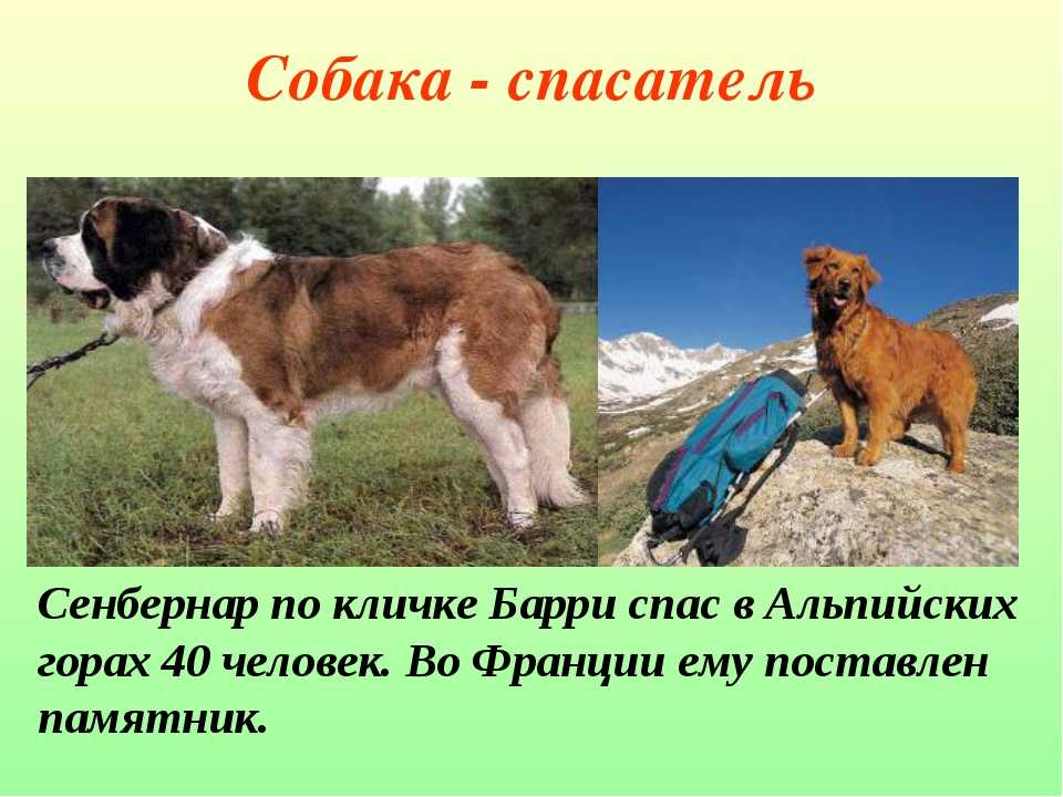 ᐉ 11 пород служебных собак: характеристика, описание и стоимость - kcc-zoo.ru