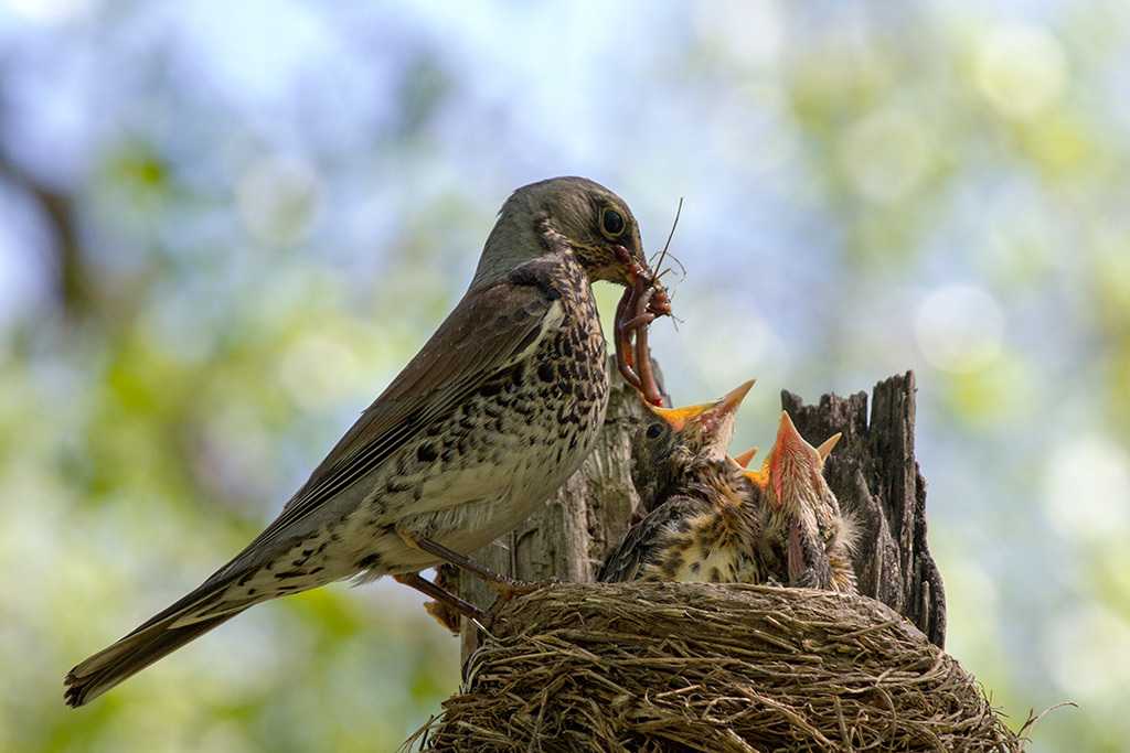 ᐉ дрозды - птицы перелетные или нет: описание дроздов, их образ жизни, питание птиц - zoovet24.ru