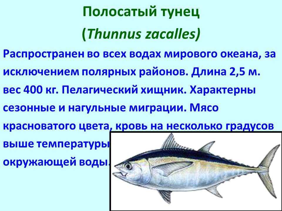 Промысловая рыба. названия, описания и виды промысловой рыбы