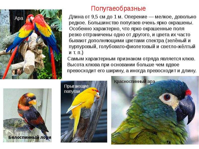 Родина волнистых попугаев, где живут, ареал и среда обитания