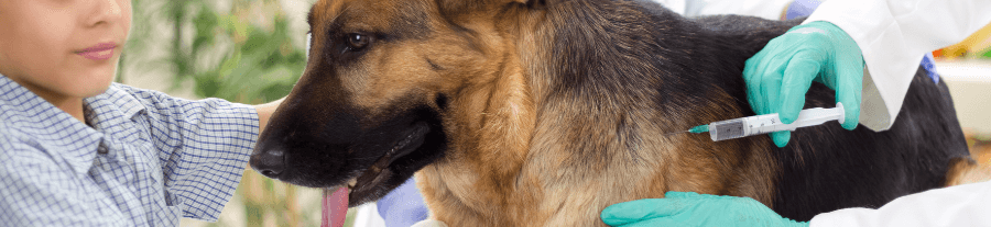 Подготовка собаки к прививке