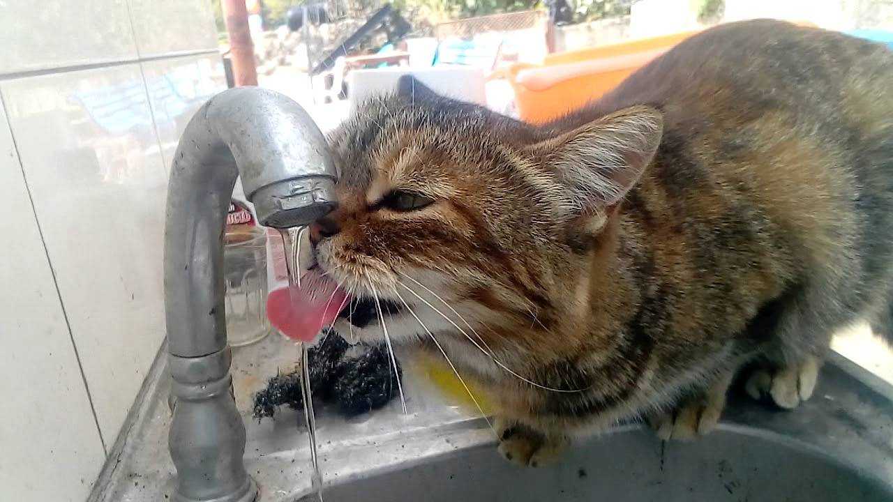 Кошка не пьет воду: что делать, почему отказывается