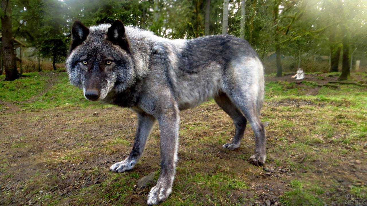 Пермский волкособ: правила ухода и содержания