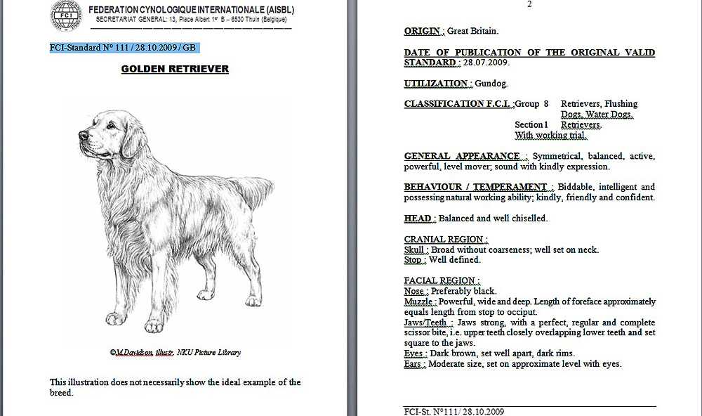 Собака породы лабрадор (лабрадор-ретривер): описание, фото, характеристика, уход