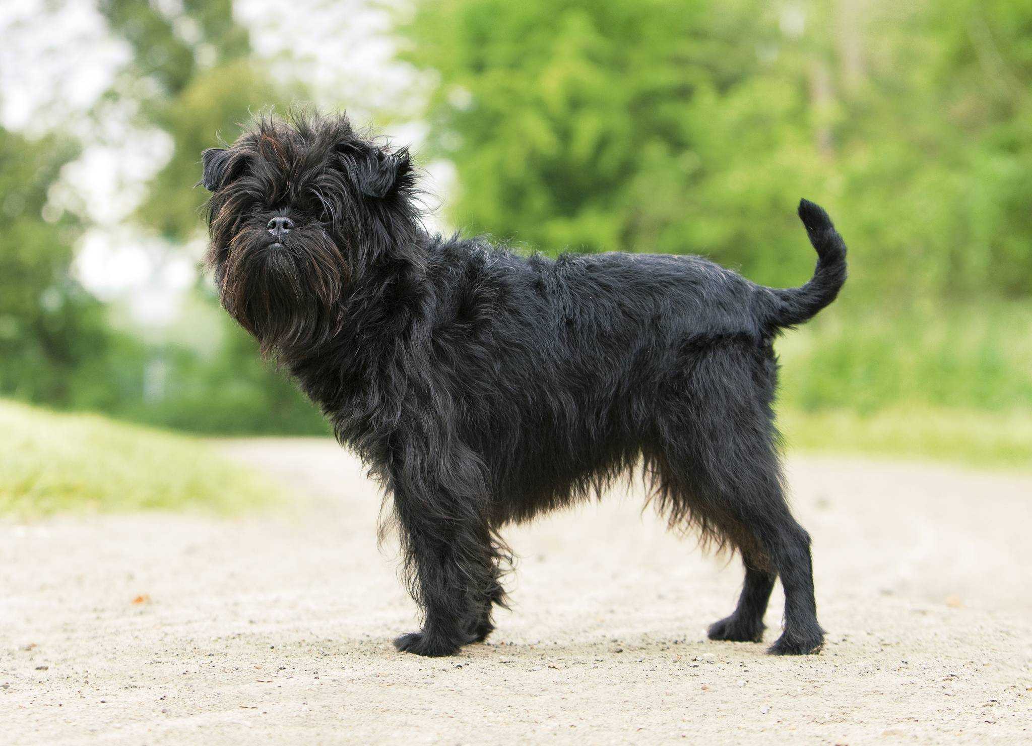 Бельгийский гриффон - порода собак: описание и характер, а также уход, содержание и стрижка