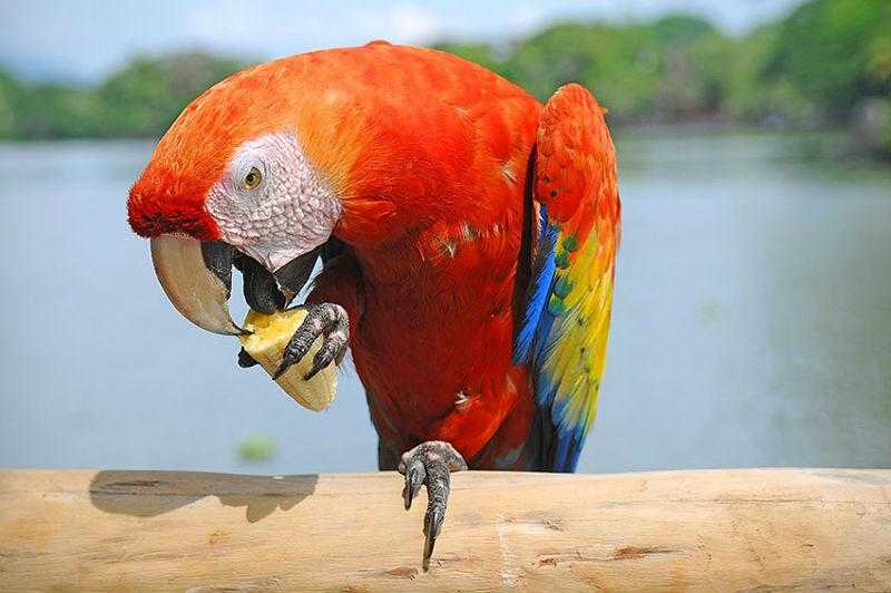 Порода попугаев ара: особенности, образ жизни, виды, содержание в домашних условиях