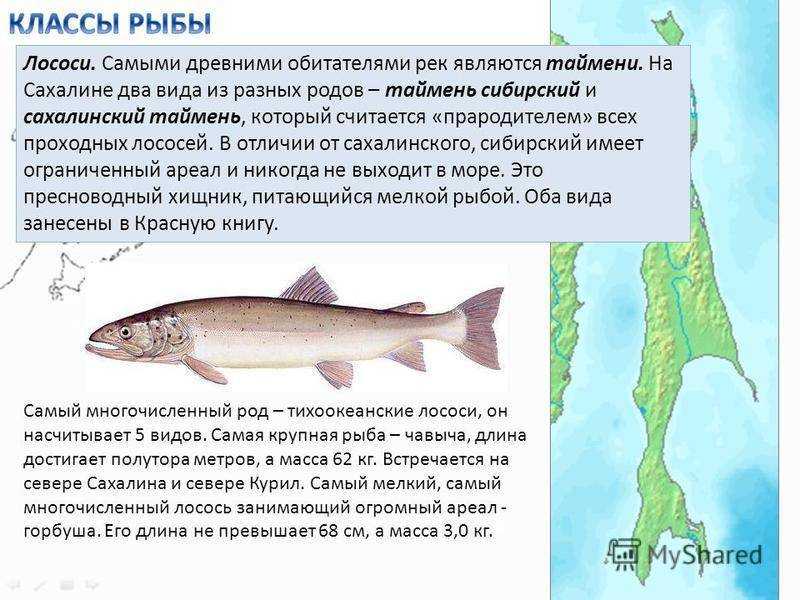 Рыба таймень: ареал обитания, описание, образ жизни, нерест