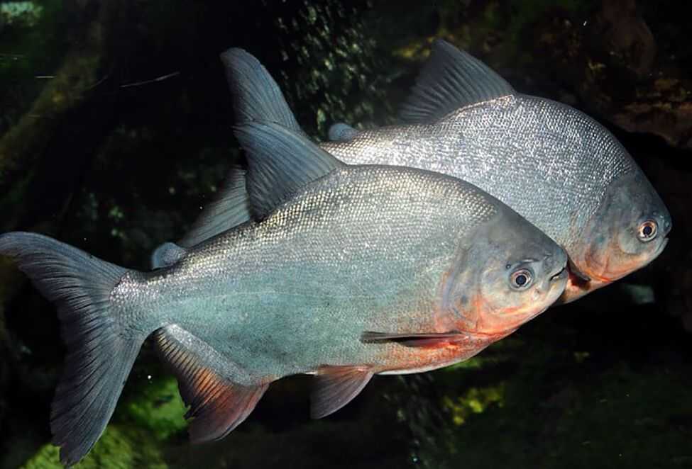 Черная ромбовидная пиранья: описание хищной рыбы Содержание в аквариуме и уход за рыбой в домашних условиях Возможность разведения рыбы в аквариуме
