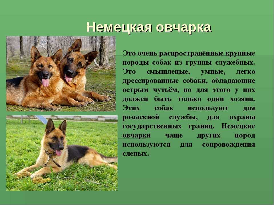 Собака пули — описание породы, интересные факты, все особенности ухода. фото и видео венгерской водяной породы собак