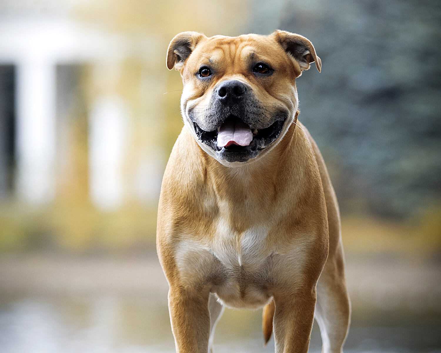 Ка-де-бо - майорский мастив: фото собак, описание породы, характеристика стандарта, особенности содержания и отзывы владельцевф