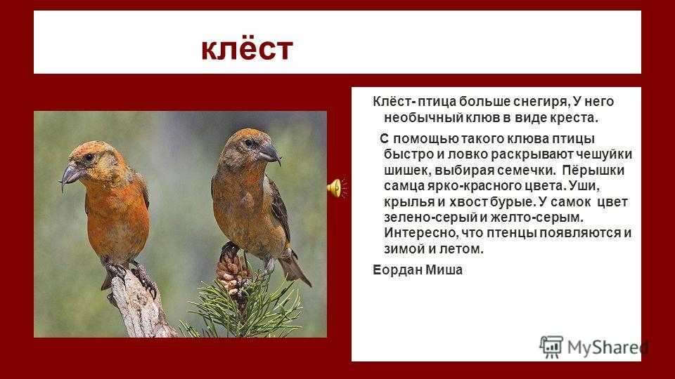 Клест: описание птицы, чем питается, среда обитания