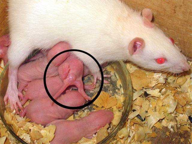 Сколько длится беременность крысы, как проходят роды, уход за крысятами