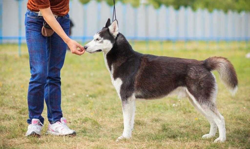 Верные собаки компаньоны: 26 уникальных пород