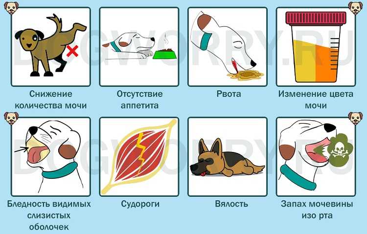 Вагинит у собак: причины возникновения, симптомы и осложнения, лечение и профилактика
