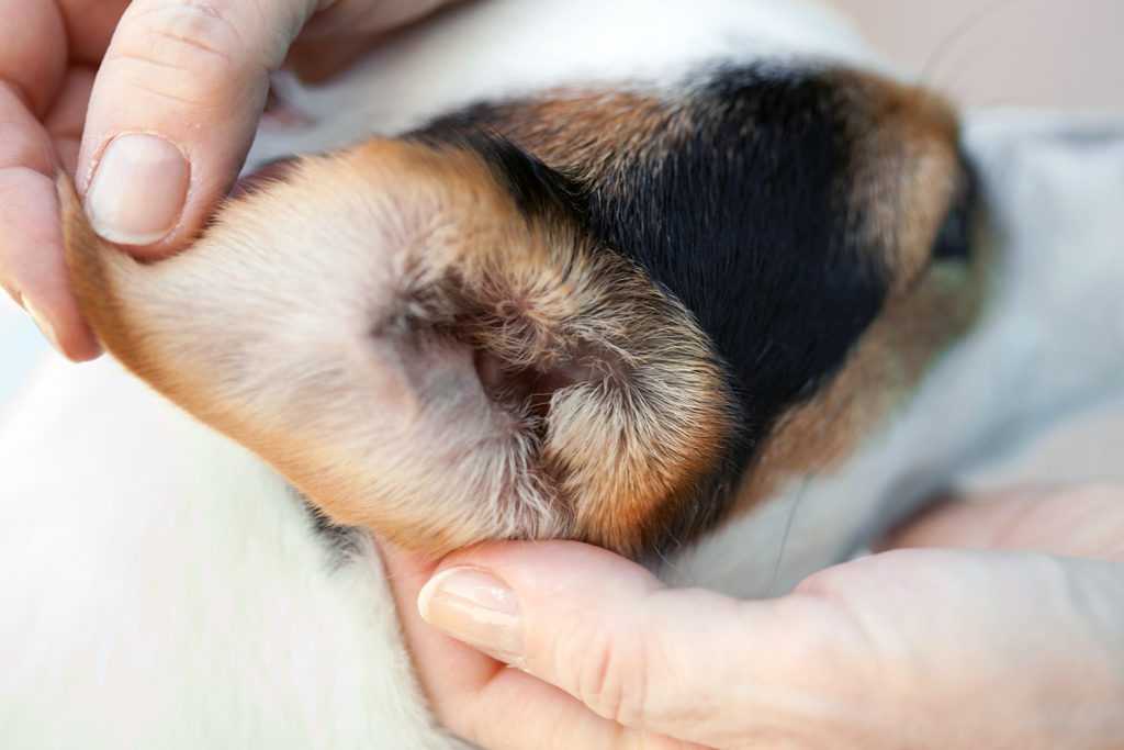 Воспаление уха у собак — симптомы, лечение и профилактика