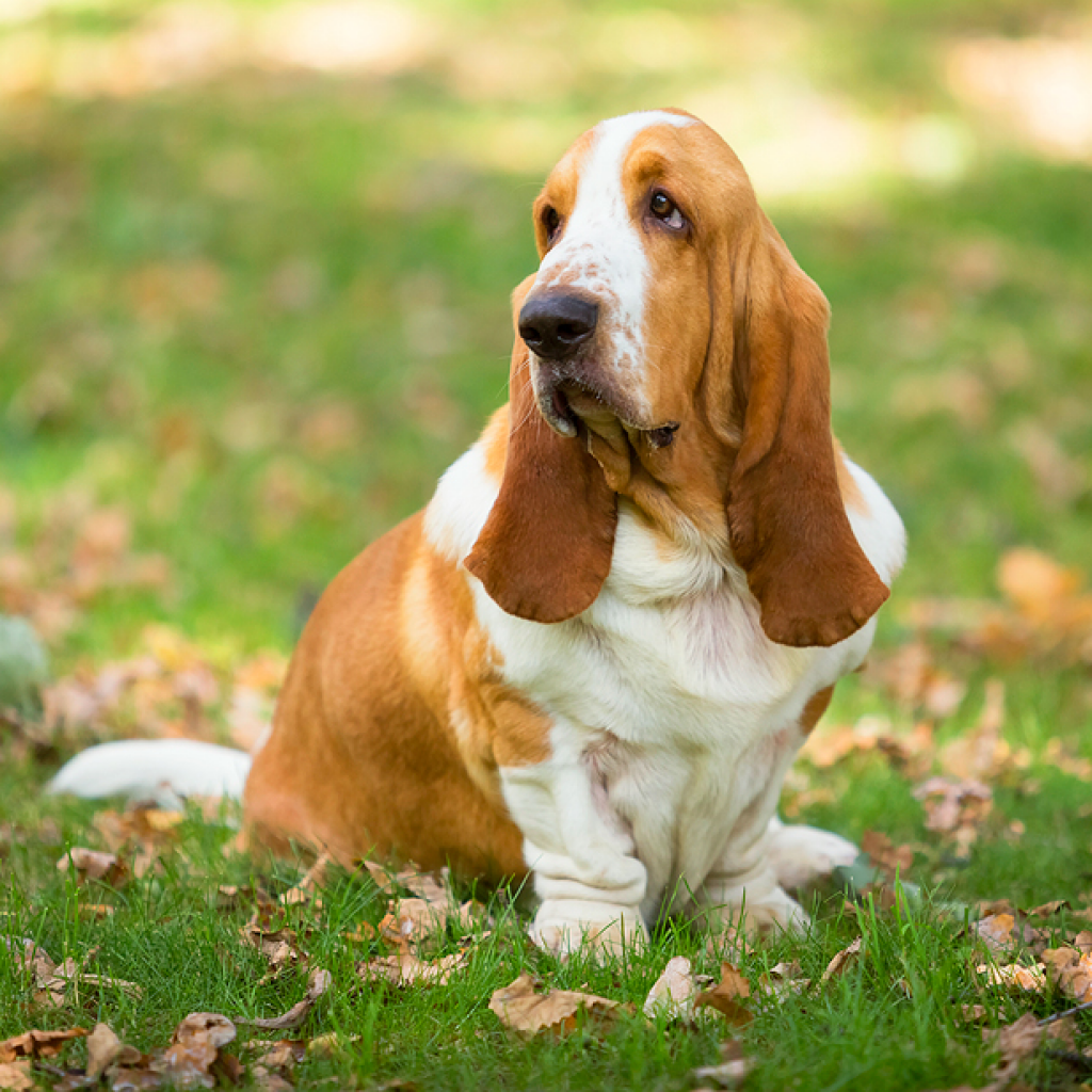 Породы вислоухих собак: маленькие, средние или большие породы, на что обратить внимание при выборе щенка,
