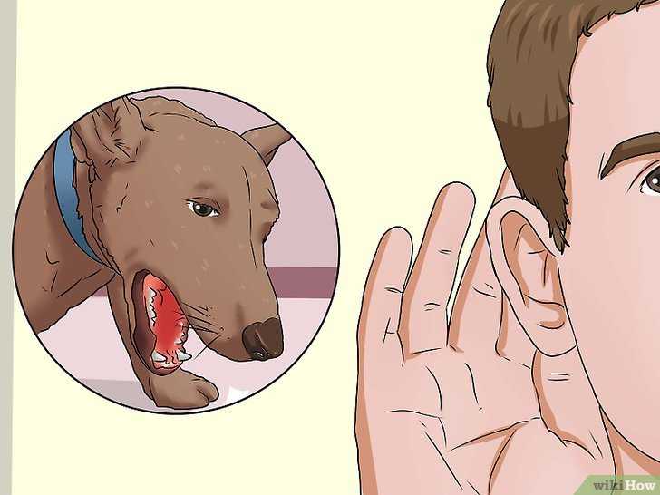 Собака кашляет белой пеной - причины и лечение