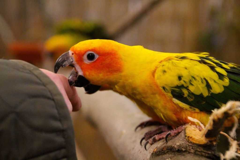 Что делать, если попугай стал агрессивным?