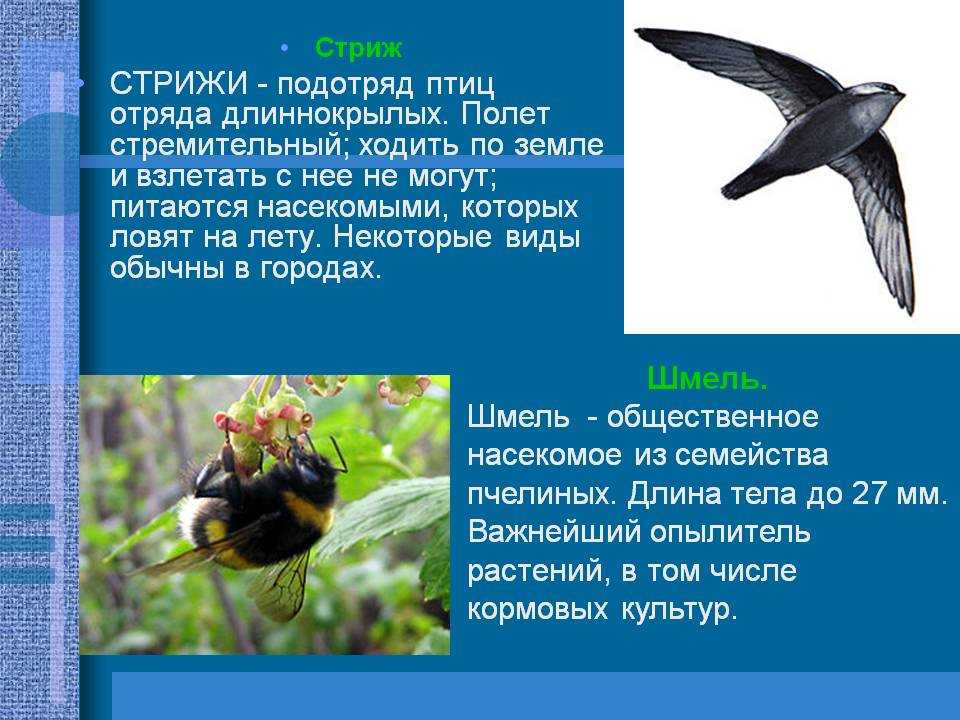 Стриж птица. образ жизни и среда обитания стрижей