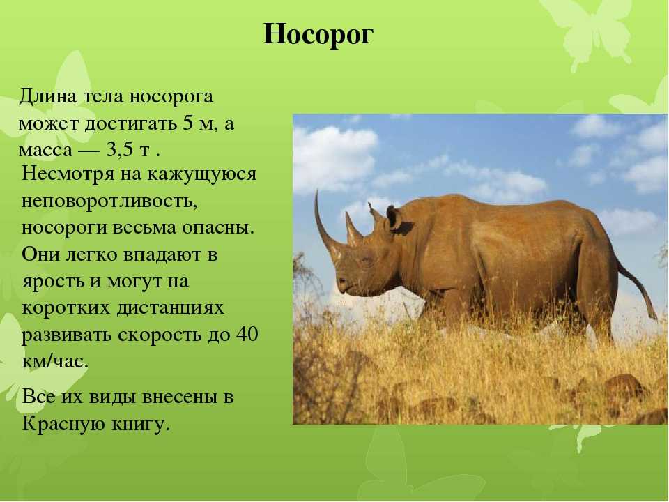 Птица носорог. описание, особенности, образ жизни и среда обитания птицы носорог | живность.ру