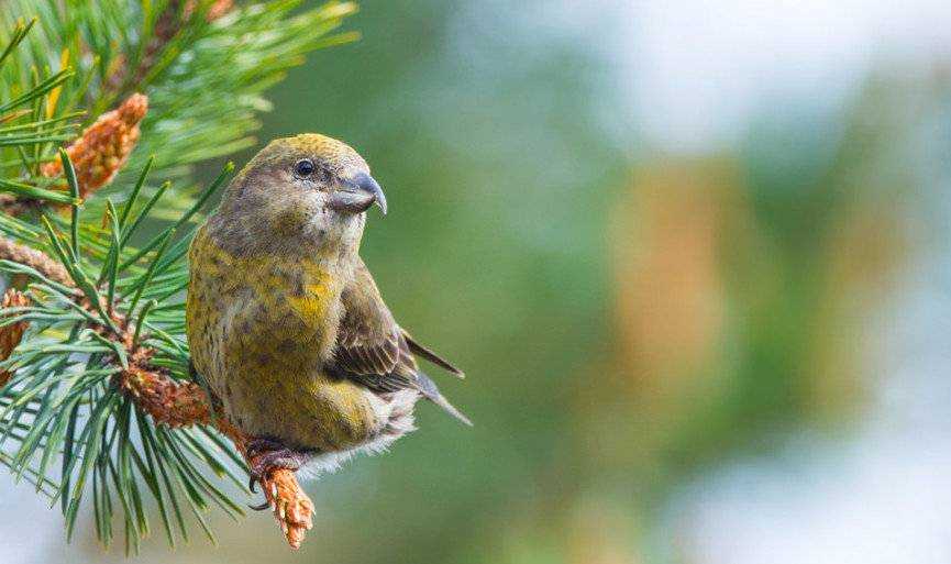 Птица клест- еловик в природе: описание, питание, размножение