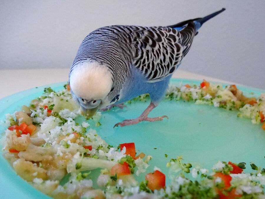Фрукты и овощи для попугая