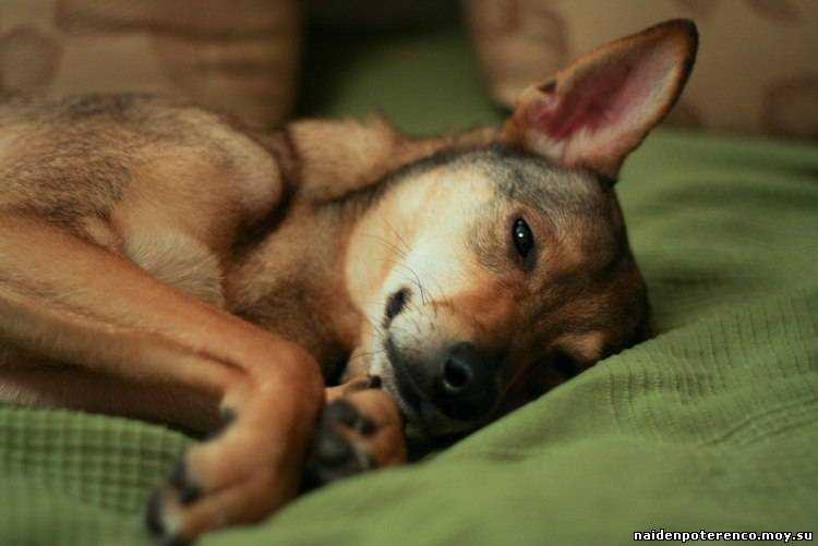 Собака дрожит и прячется: причины, почему дрожь