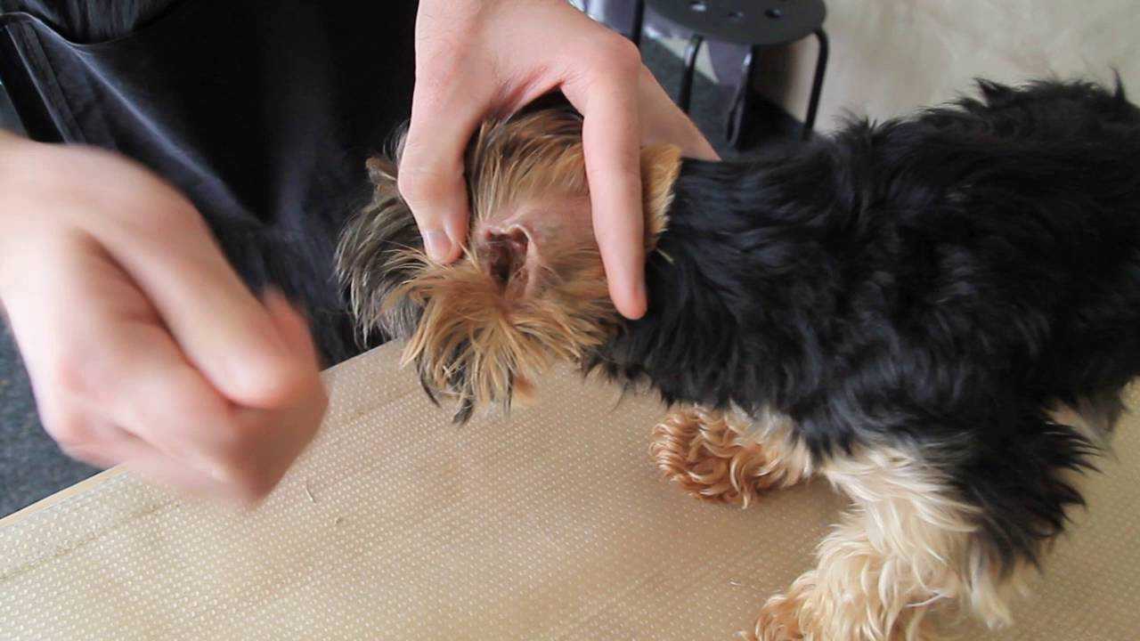 Почему собака чешет уши и трясет головой (причины, спектр заболеваний, диагностика, лечение и профилактика). почему собака постоянно трясет ушами?