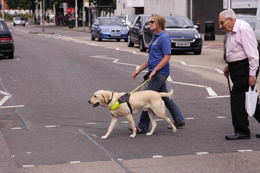 Собаки-поводыри: 5 самых подходящих пород, особенности обучения для работе со слепыми