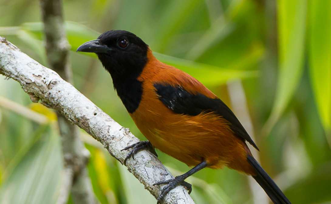 Птицы - фото птиц разных отрядов с названиями и описаниями