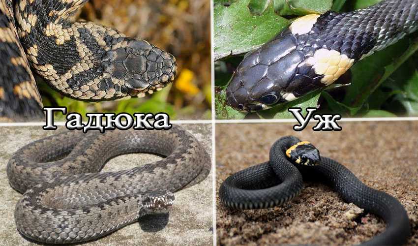 Размножение змей: период спаривания, физиология змей и зачатие потомства, способы размножения разных видов, проявление заботы о потомстве