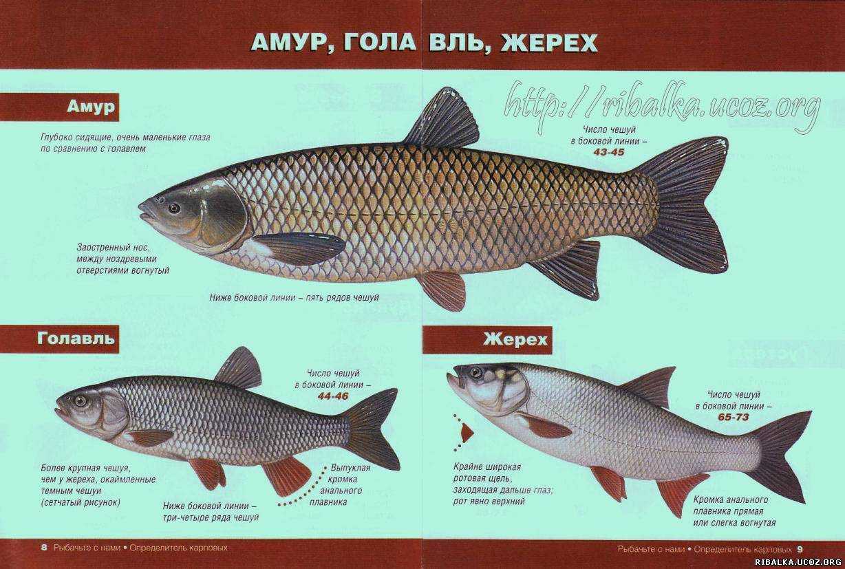 Рыба вырезуб: описание, где водится, рыбалка на вырезуба