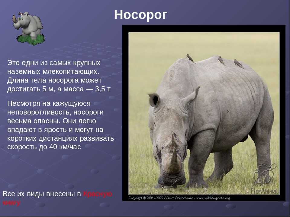 Жук-носорог обыкновенный (oryctes nasicornis). описание, фото и видео жука-носорога