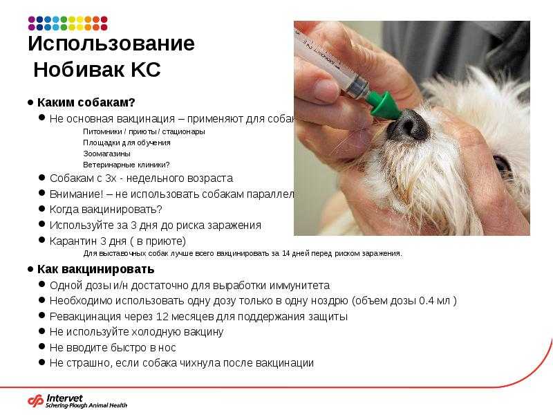 Как сделать прививку собаке самостоятельно и можно ли это делать