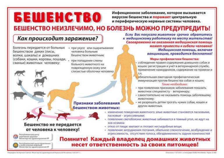Чумка у кошек - первые признаки, проявление и формы заболевания, медикаментозная терапия и профилактика