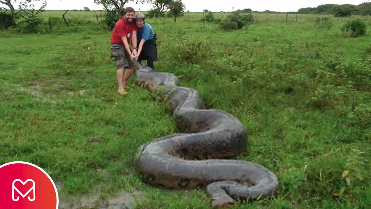 Домашние змеи — содержание змеи