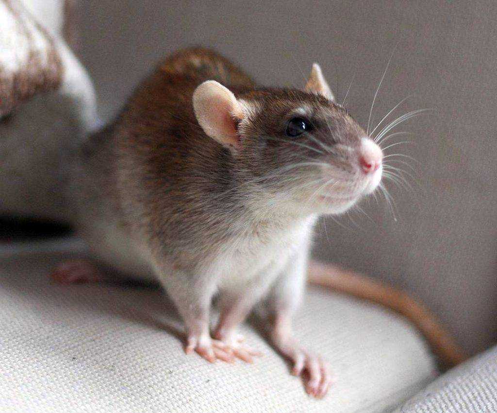 Как определить крысу мальчик или девочка?