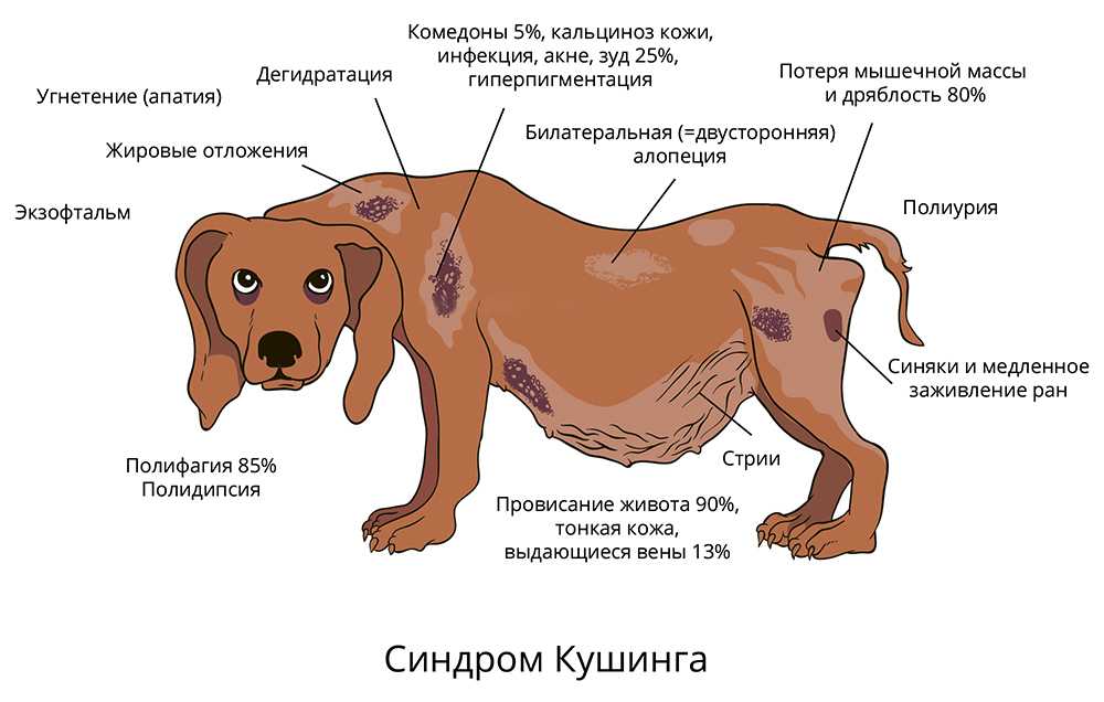 Панкреатит у собак: симптомы, почему развивается и как лечить