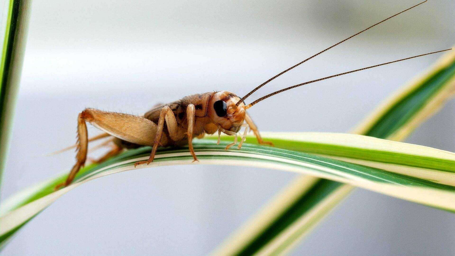 Как выглядит сверчок — фото и описание видов насекомого