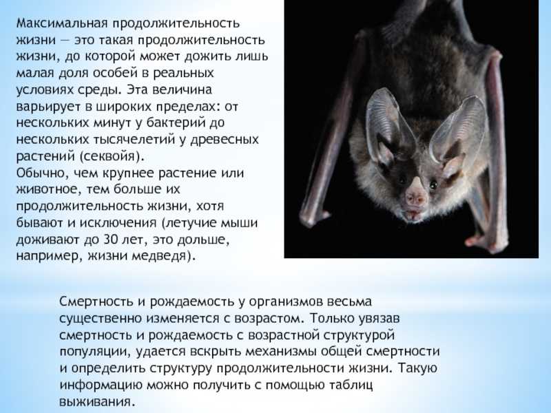 Сколько живет мышь и разновидности мышей с фото